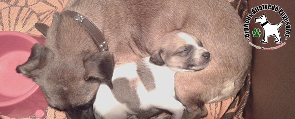 állatmenhely állatvédő kutyák, cica, állatmenhely, örökbefogadás, adóbevalláskor adó 1 felajánlás